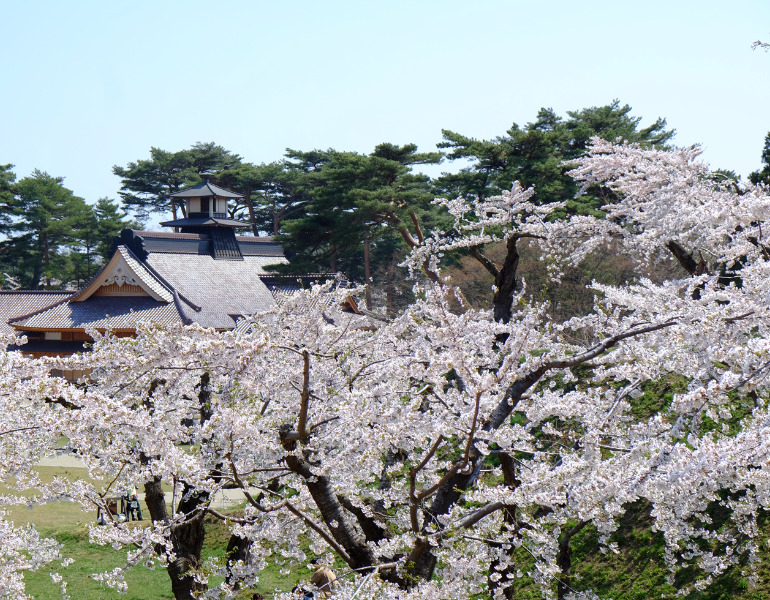 ▲五稜郭公園の桜　＜画像提供：函館市観光部＞