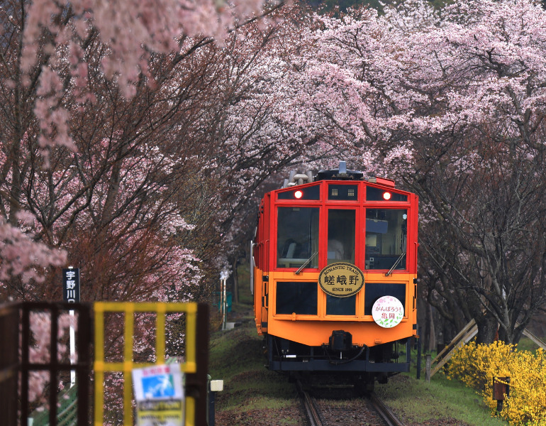 ▲嵯峨野トロッコ列車と桜　＜画像提供：PIXTA＞