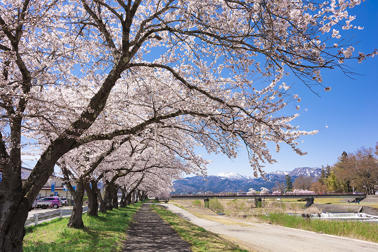 お花見時期に人気の桜スポット近郊のお宿5選