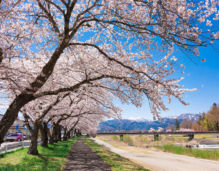 お花見時期に人気の桜スポット近郊のお宿5選