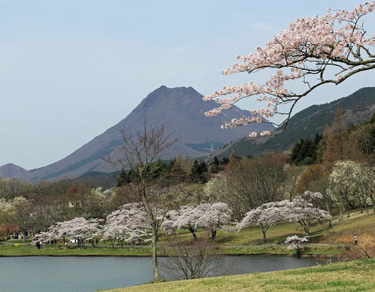 ▲志高湖の桜　＜画像提供：PIXTA＞