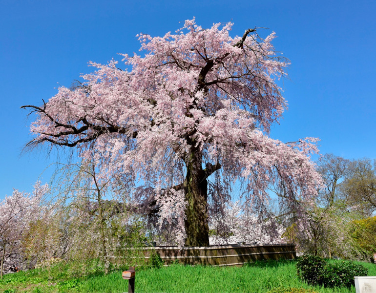 ▲円山公園の桜　＜画像提供：京都市都市緑化協会＞