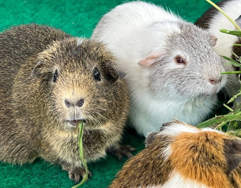 ▲天王寺動物園のテンジクネズミ　＜画像提供：天王寺動物園＞