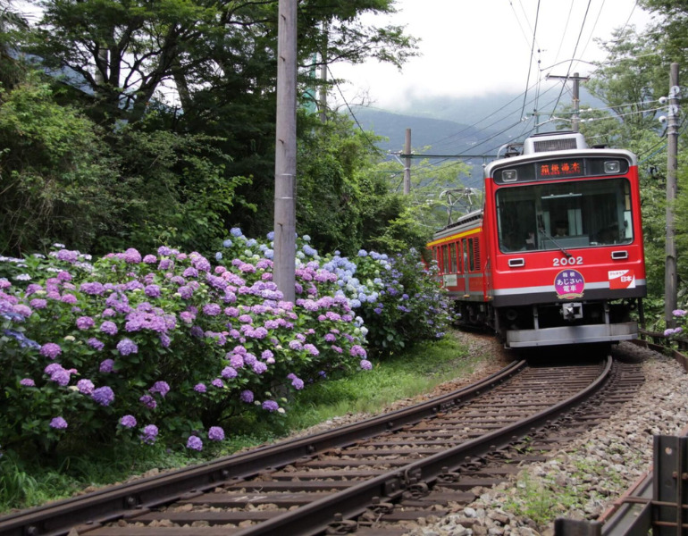 ▲箱根登山電車　あじさい電車　＜画像提供：箱根登山鉄道＞