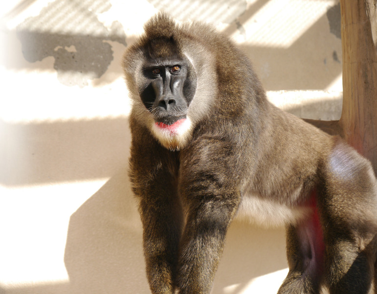 ▲天王寺動物園のドリル　＜画像提供：天王寺動物園＞