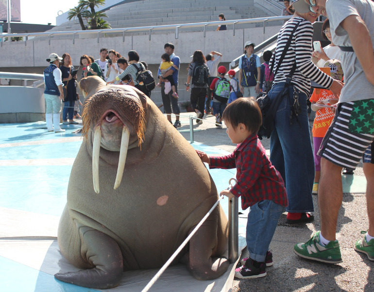 ▲うみたまパフォーマンス <画像提供:大分マリーンパレス水族館「うみたまご」>