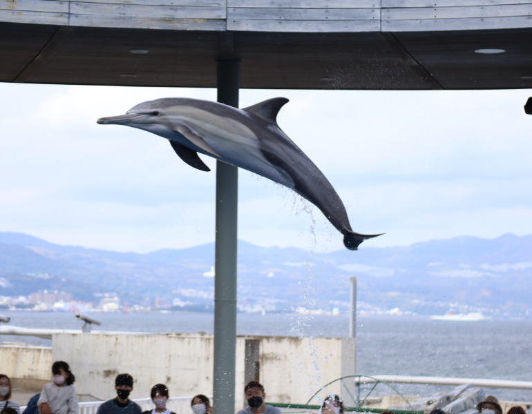 ▲イルカのパフォーマンス　＜画像提供：大分マリーンパレス水族館「うみたまご」＞