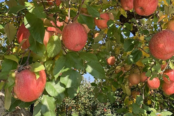 会津でみのりの秋を食す、体験する！ りんご狩り、アップルパイ作り付き秋の味覚満喫プランを販売