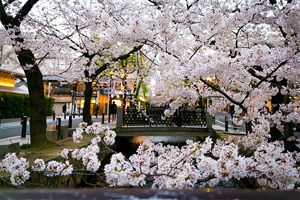クロスホテル京都　春の京都におすすめ！ほんのり桜色に染まる期間限定コース「KIHARU de SAKURA」登場