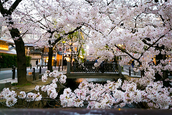 クロスホテル京都 春の京都におすすめ!ほんのり桜色に染まる期間限定コース「KIHARU de SAKURA」登場
