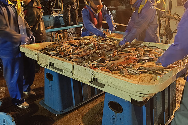 黒部・宇奈月温泉 やまのは 魚津漁港の“もったいない魚”を揚げたてアジフライやお刺身で宇奈月温泉初の低利用魚ビュッフェメニューを開始