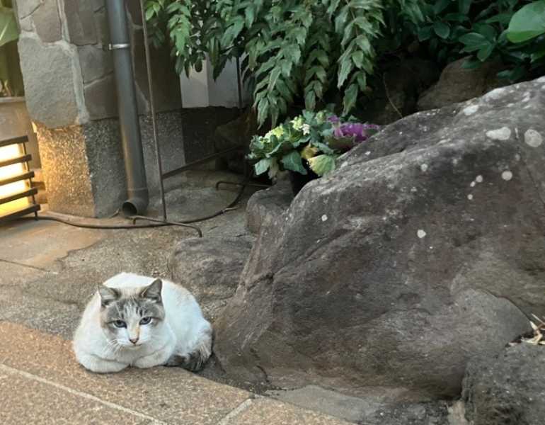 猫も地熱の温かさにまったり