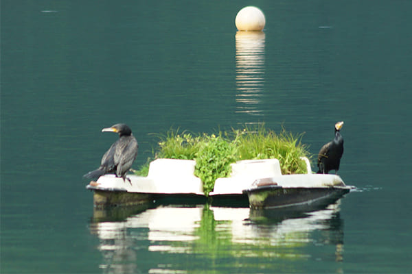 人気の少ない朝、芦ノ湖水面の浮き台でくつろぐカワウ