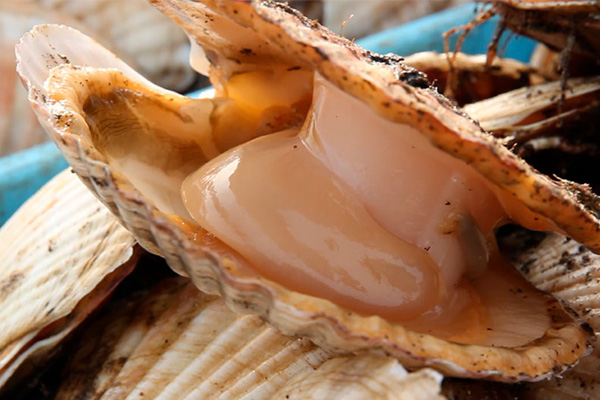 ふるさと納税で人気の北海道の東端・別海町から届くホタテや牛肉などの美味を堪能「別海町フェア」