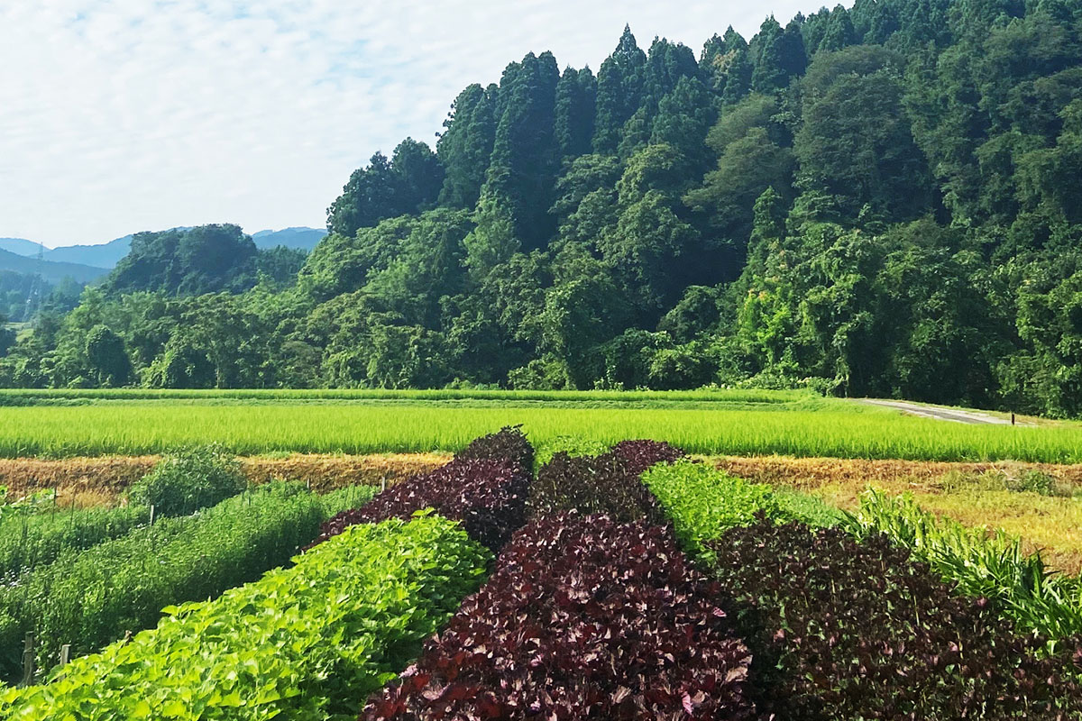 富山県産の紫蘇を使用したフレグランスで四季折々の香りを楽しむ空間演出を展開