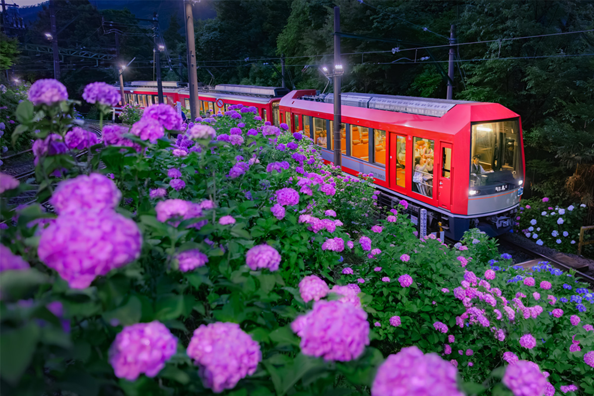 箱根登山電車「夜のあじさい号」6月13日(土)運行開始強羅駅にて、旅館ならではのおもてなしで来訪者を歓迎